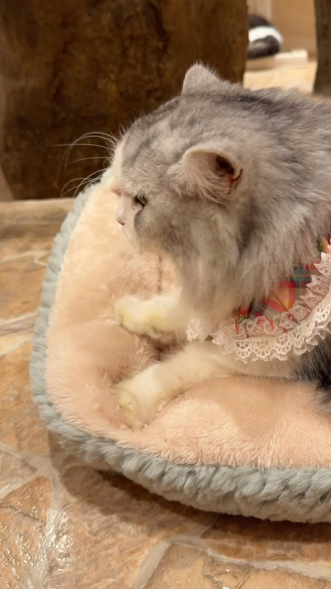 Cat cafe てまりのおしろ