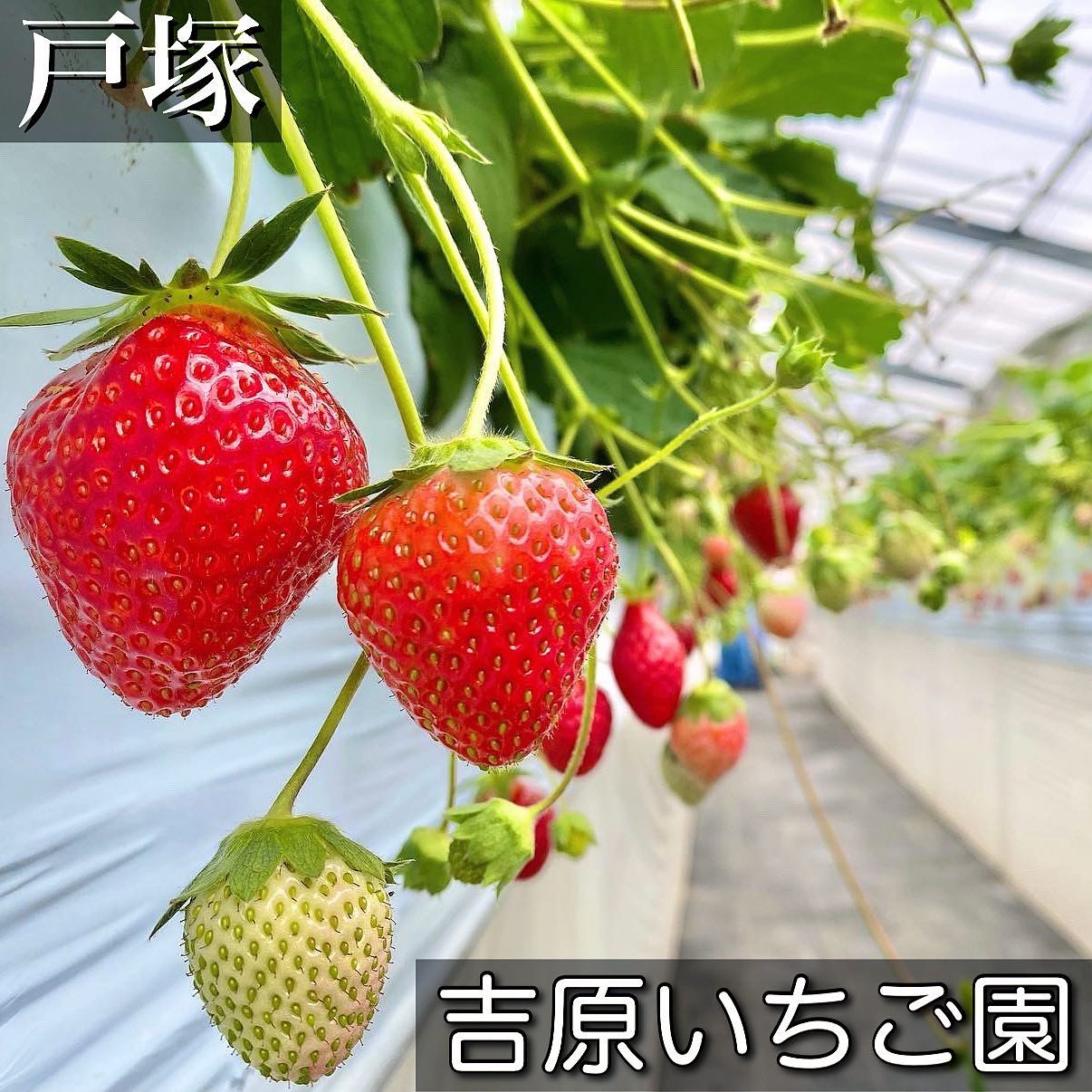 投稿画像 1