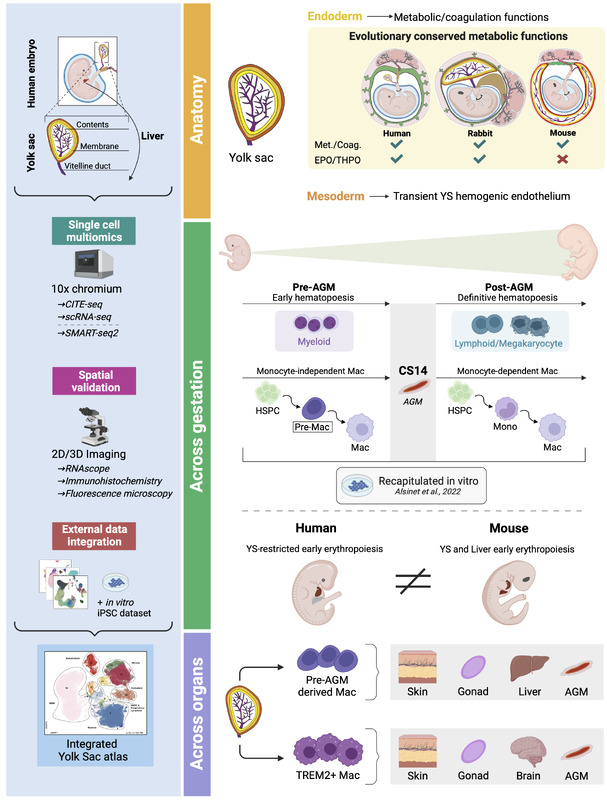 Yolk sac cell atlas reveals multiorgan functions during human early development