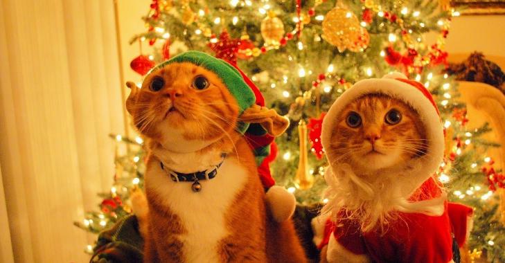 Cái móc mà Chúa Jesus dùng để đi chăn cừu có hình dạng giống với vật gì trên cây thông Noel?