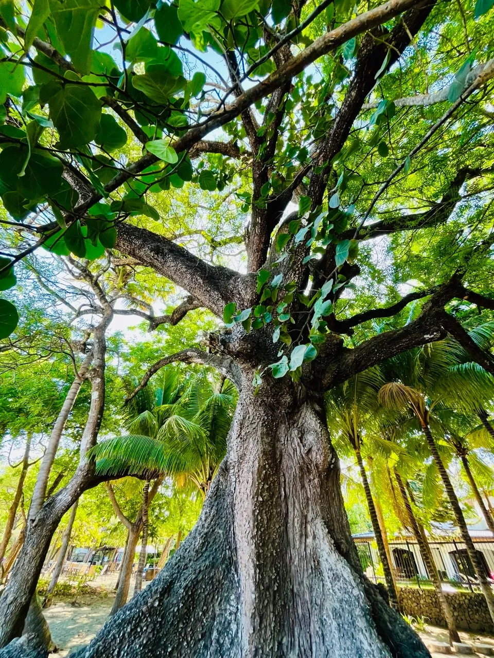 A Season of Growth & Gratitude: Life at Hari OM Ashram