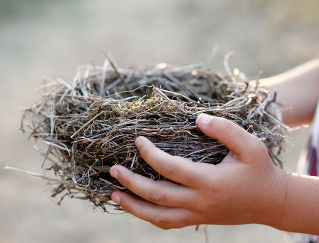 birds-nest