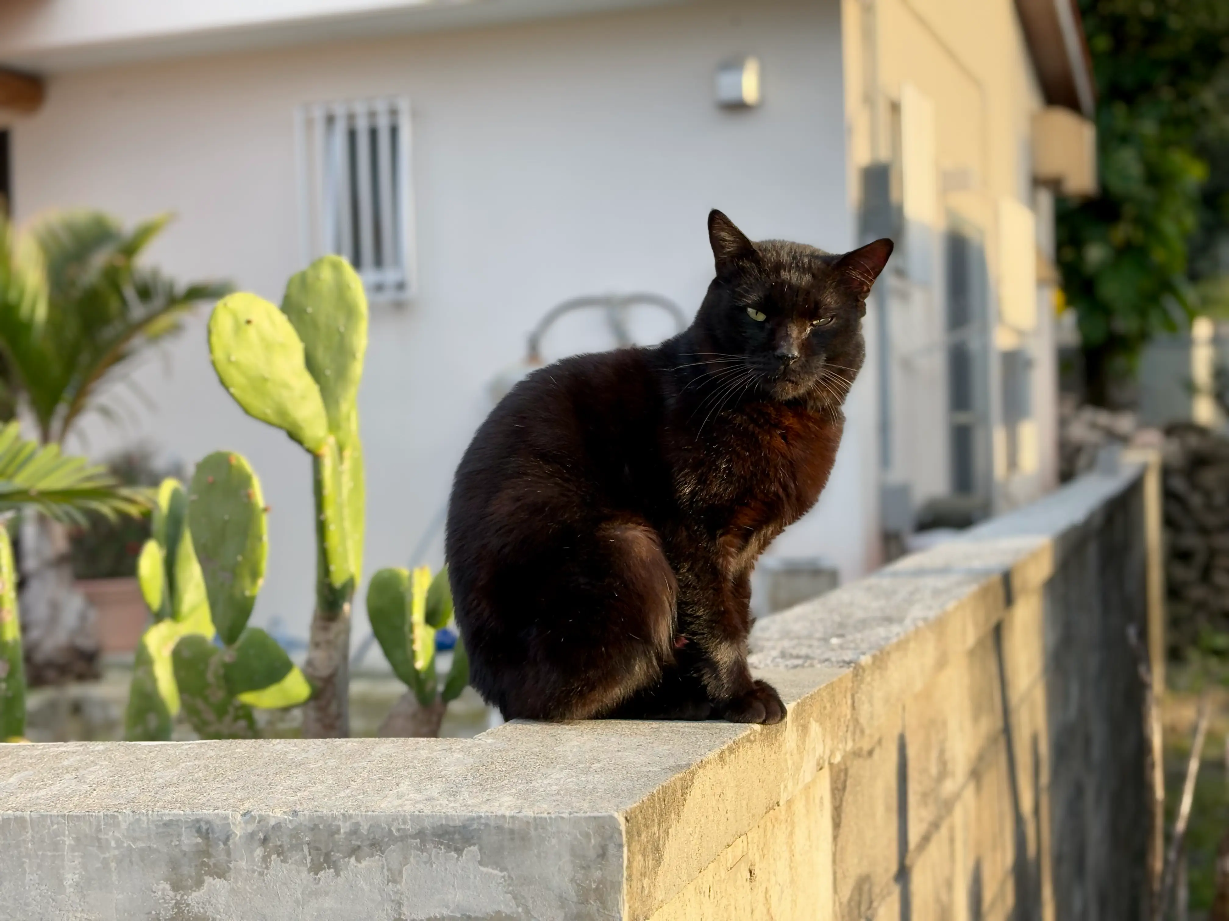 与那国には野生の猫が多い