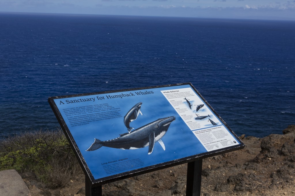 a plaque with information about humpback whales