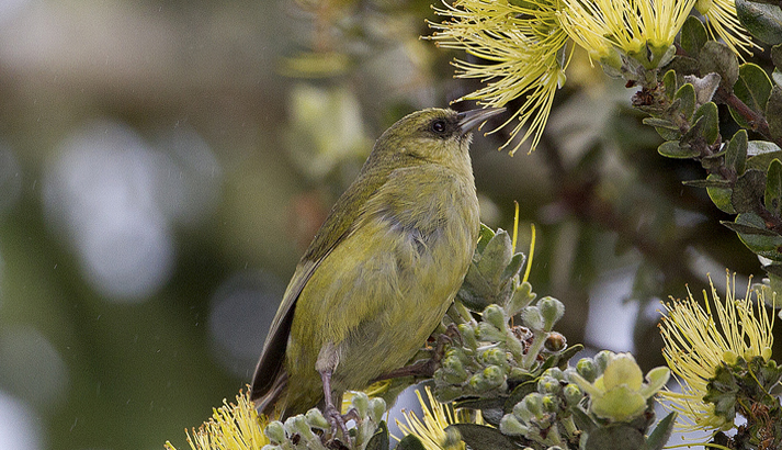 Birds-4.jpg