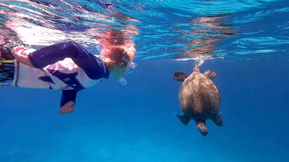 malakai turtle snorkel