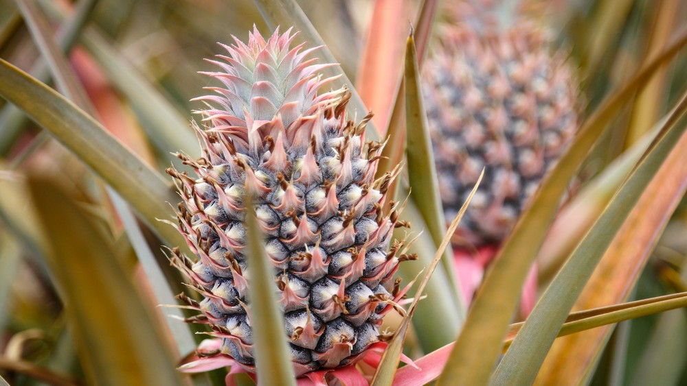 pine2