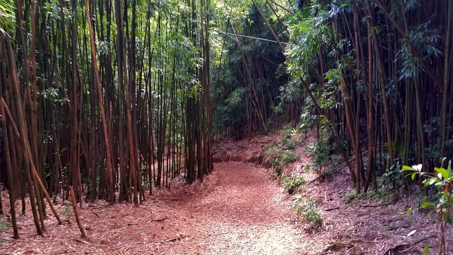 20150206_manoa-bamboo-trail