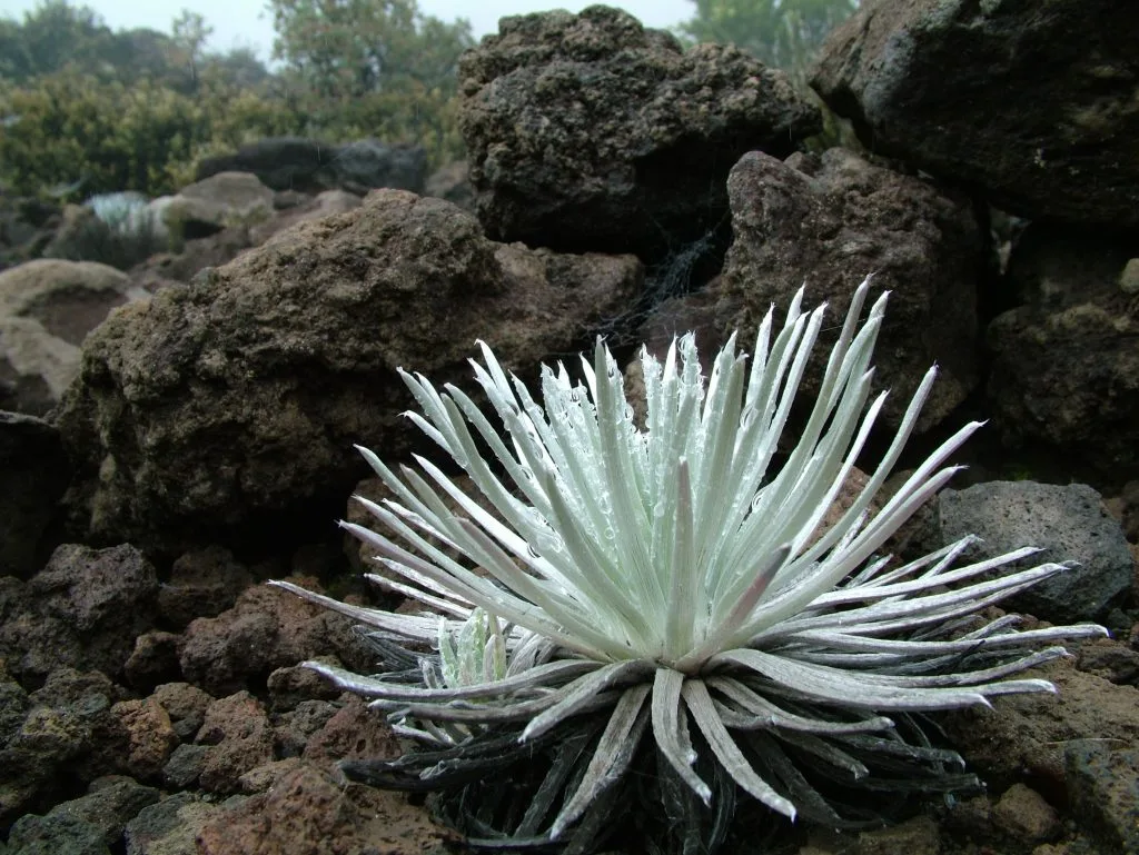 Ahinahina plant which is an important Hawaiian Culture symbol
