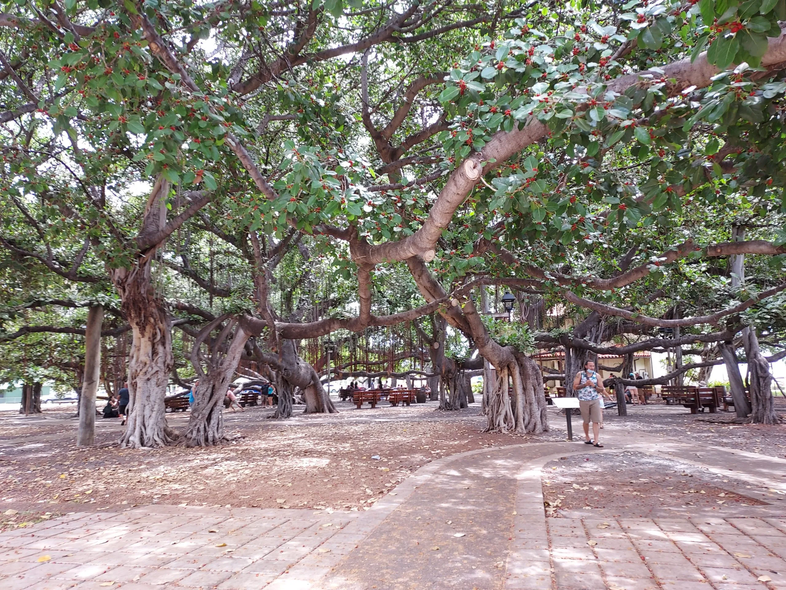 Lahaina-Banyan-scaled