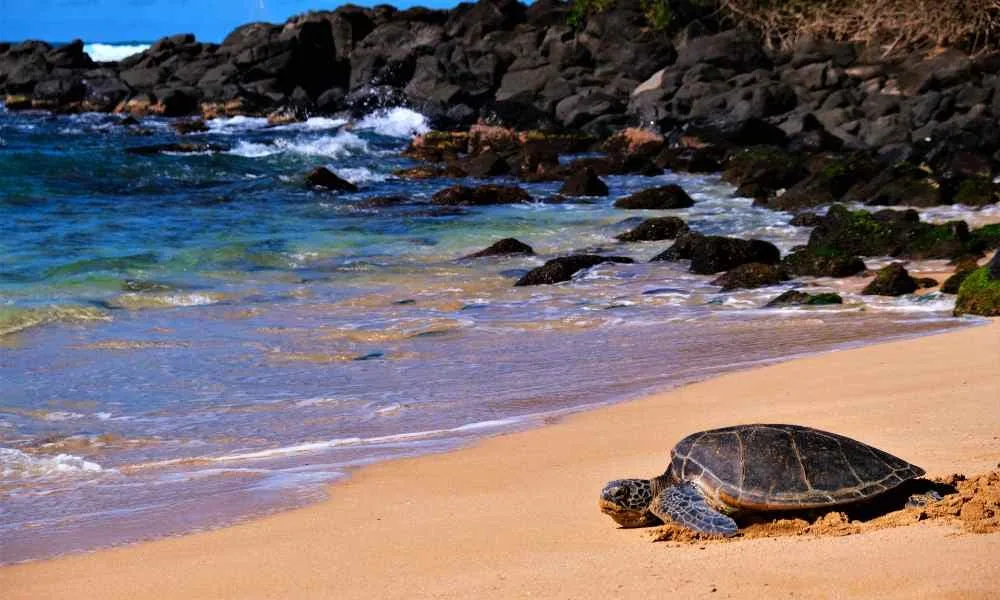 Sea-Turtle-at-Laniakea-Beach