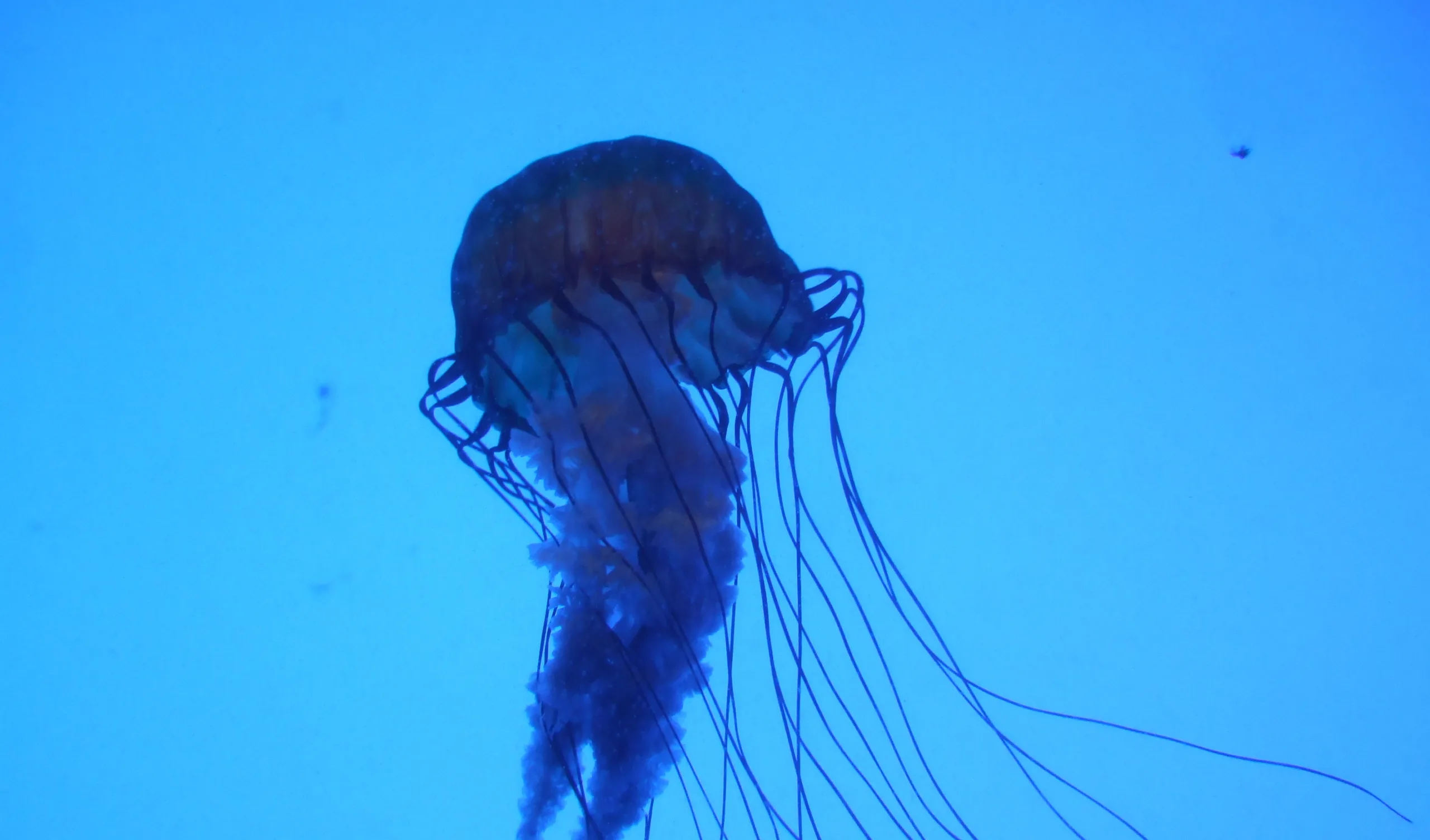 box-jellyfish-e1454549503268