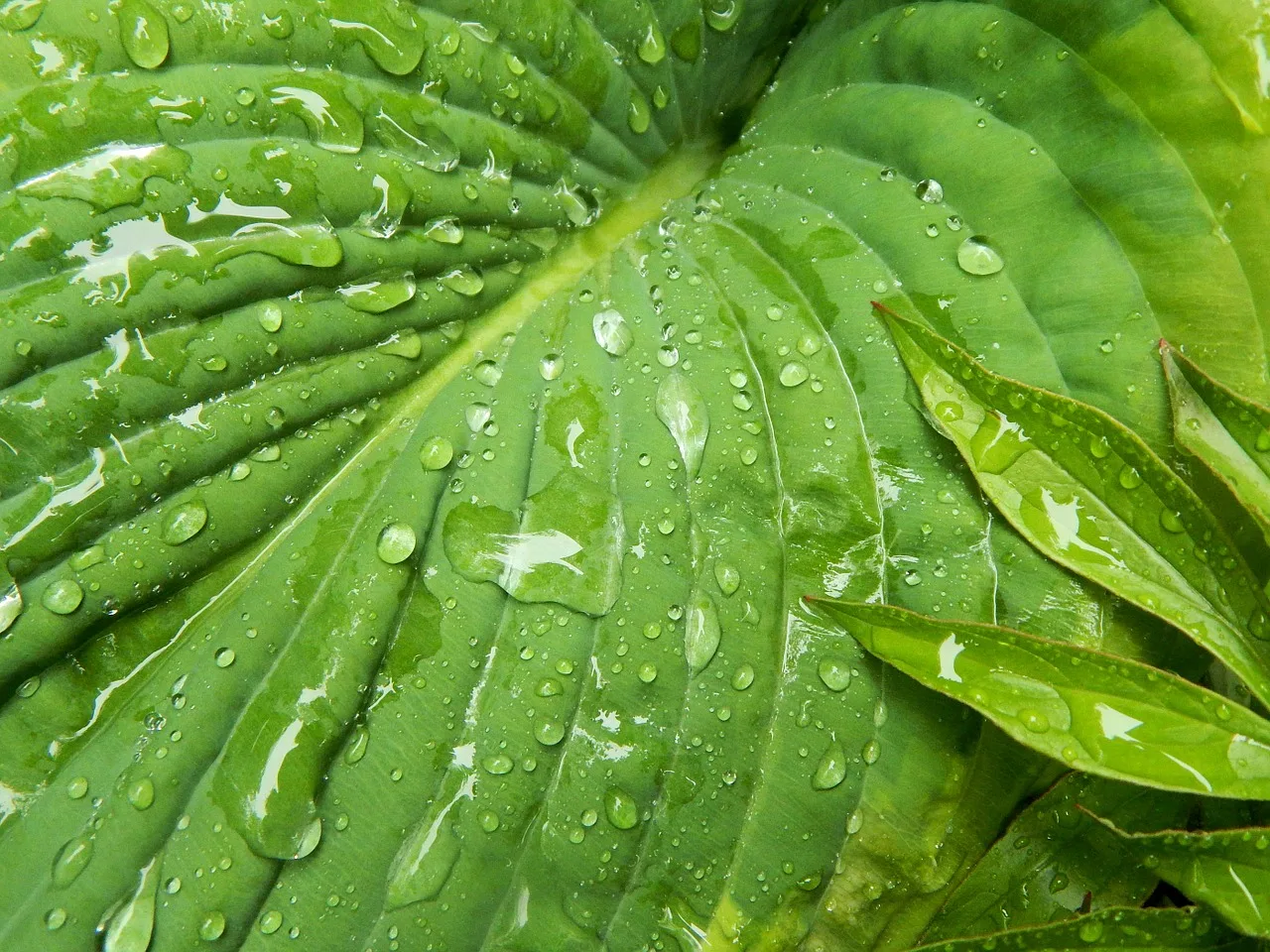 hosta-350153_1280