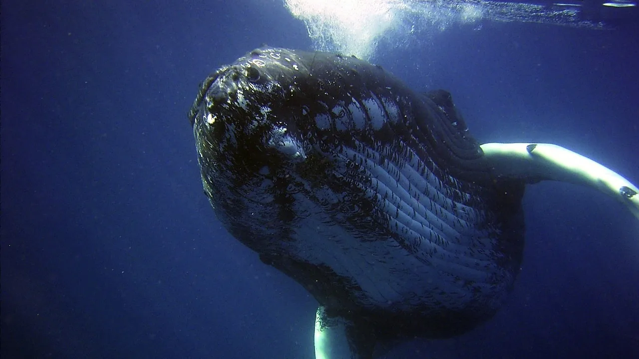 humpback-79854_1280