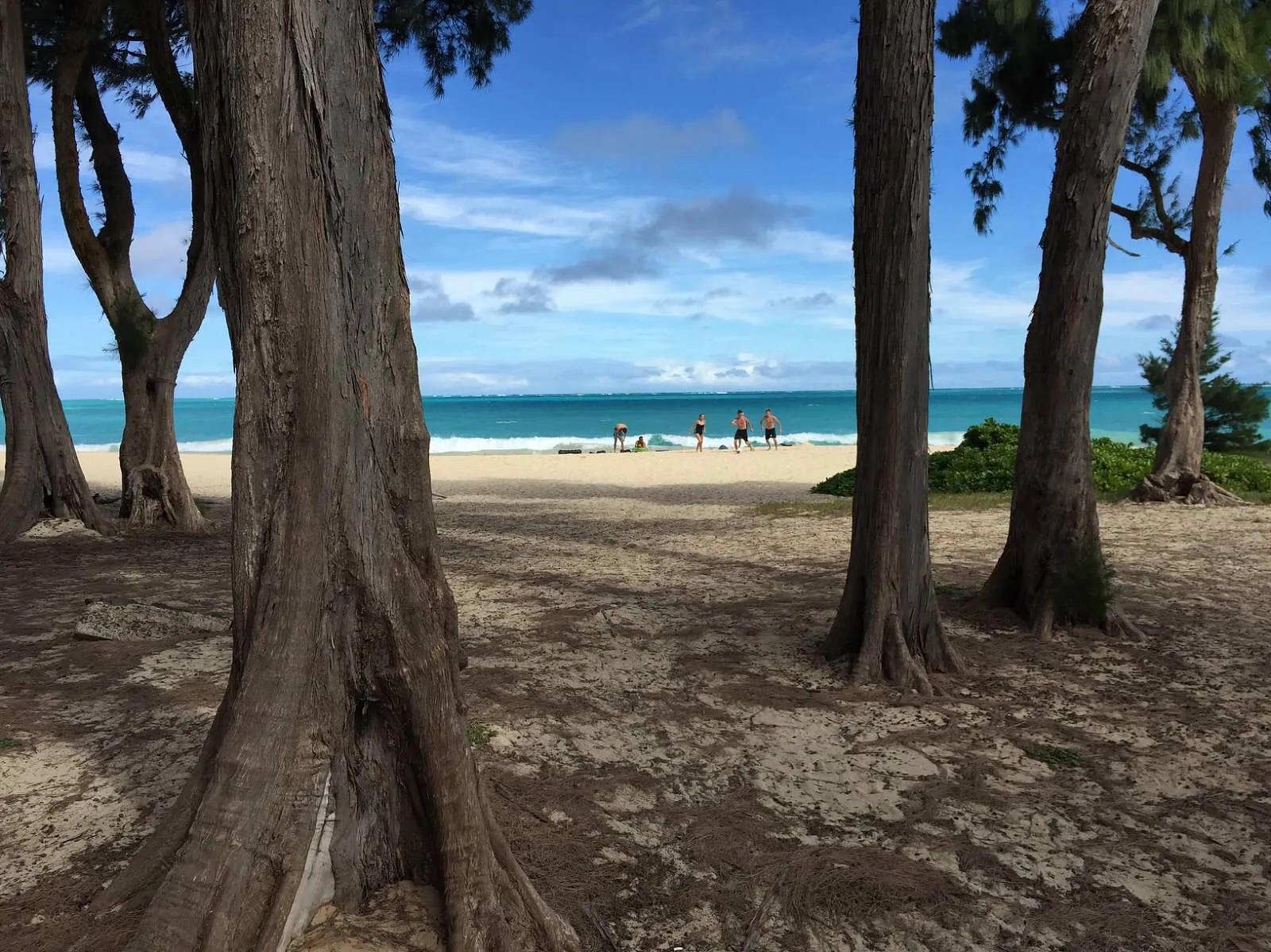 ironwood-trees-at-waimanalo
