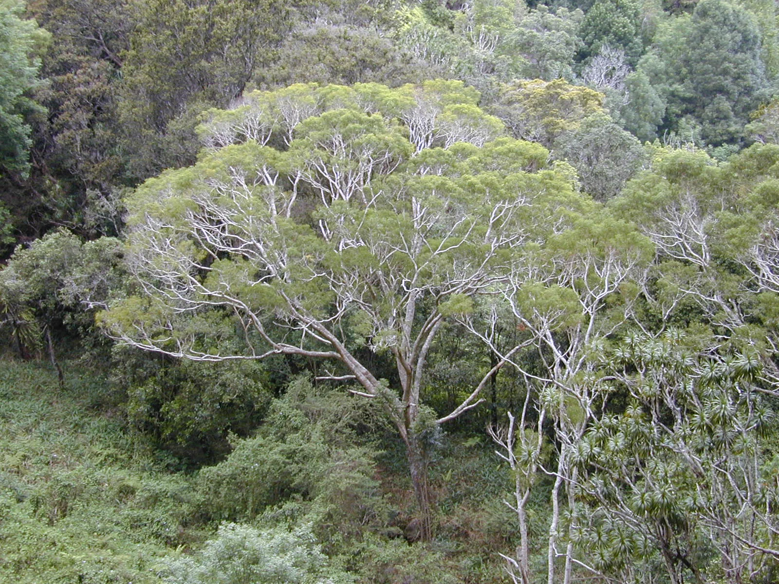 koa-tree