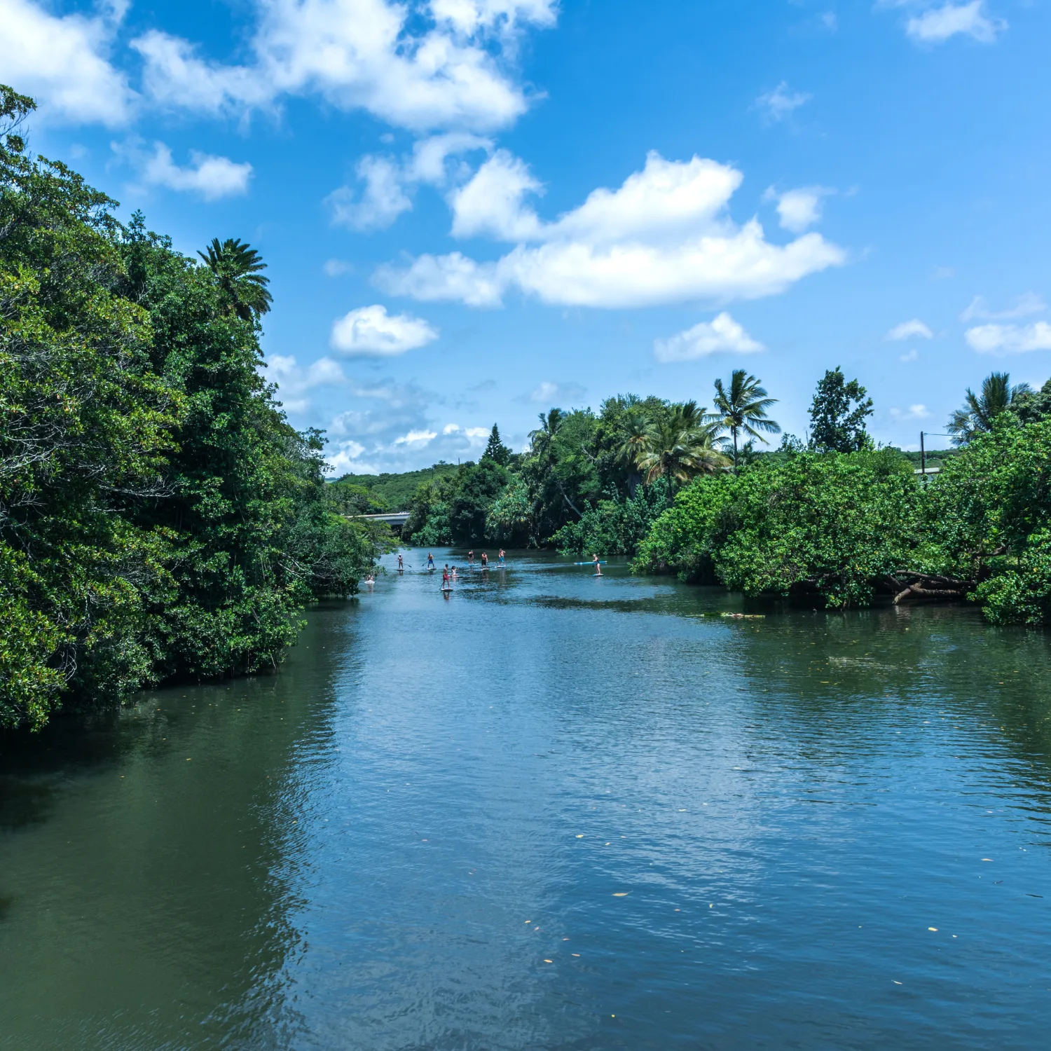 kayak or SUP along the Anahulu River