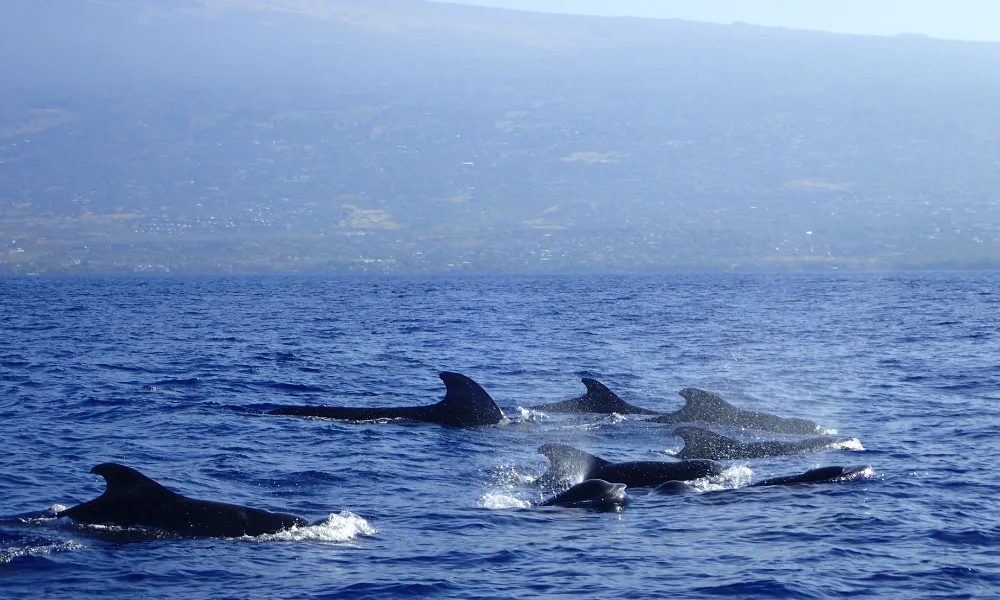 Whale Watching in Big Island Hawaii
