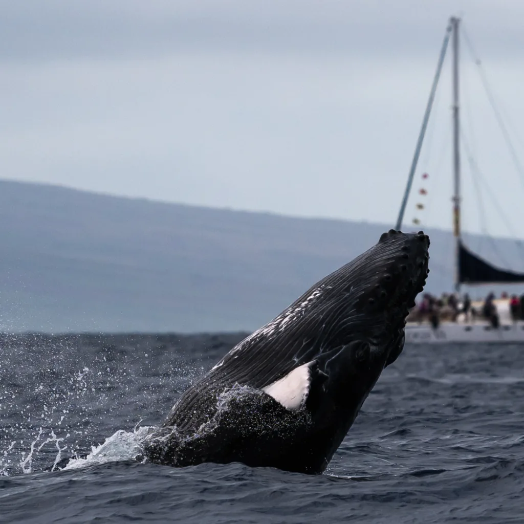 whale watching boat tours