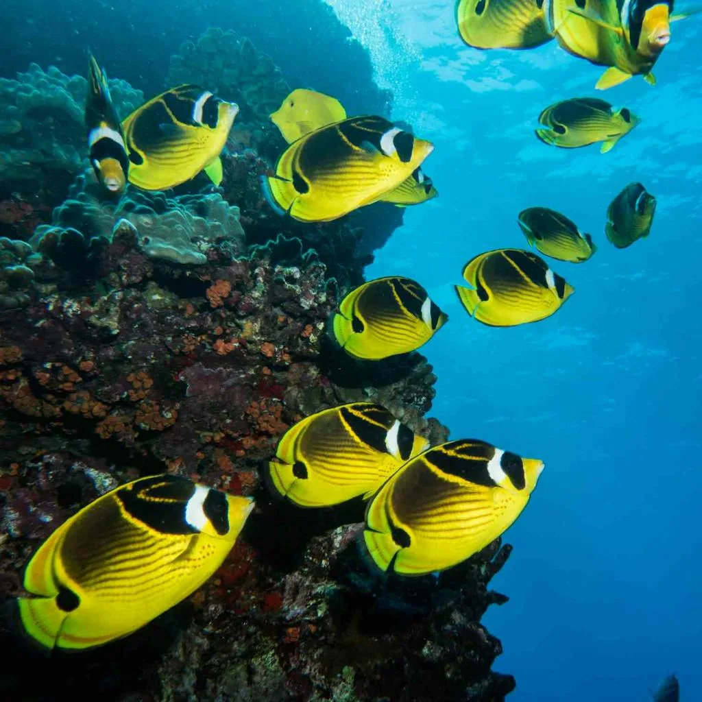 Scuba Diving Hawaii Fish