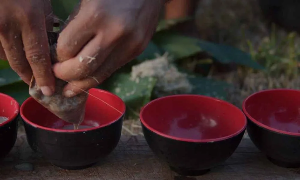 Traditional Preparation of Kava