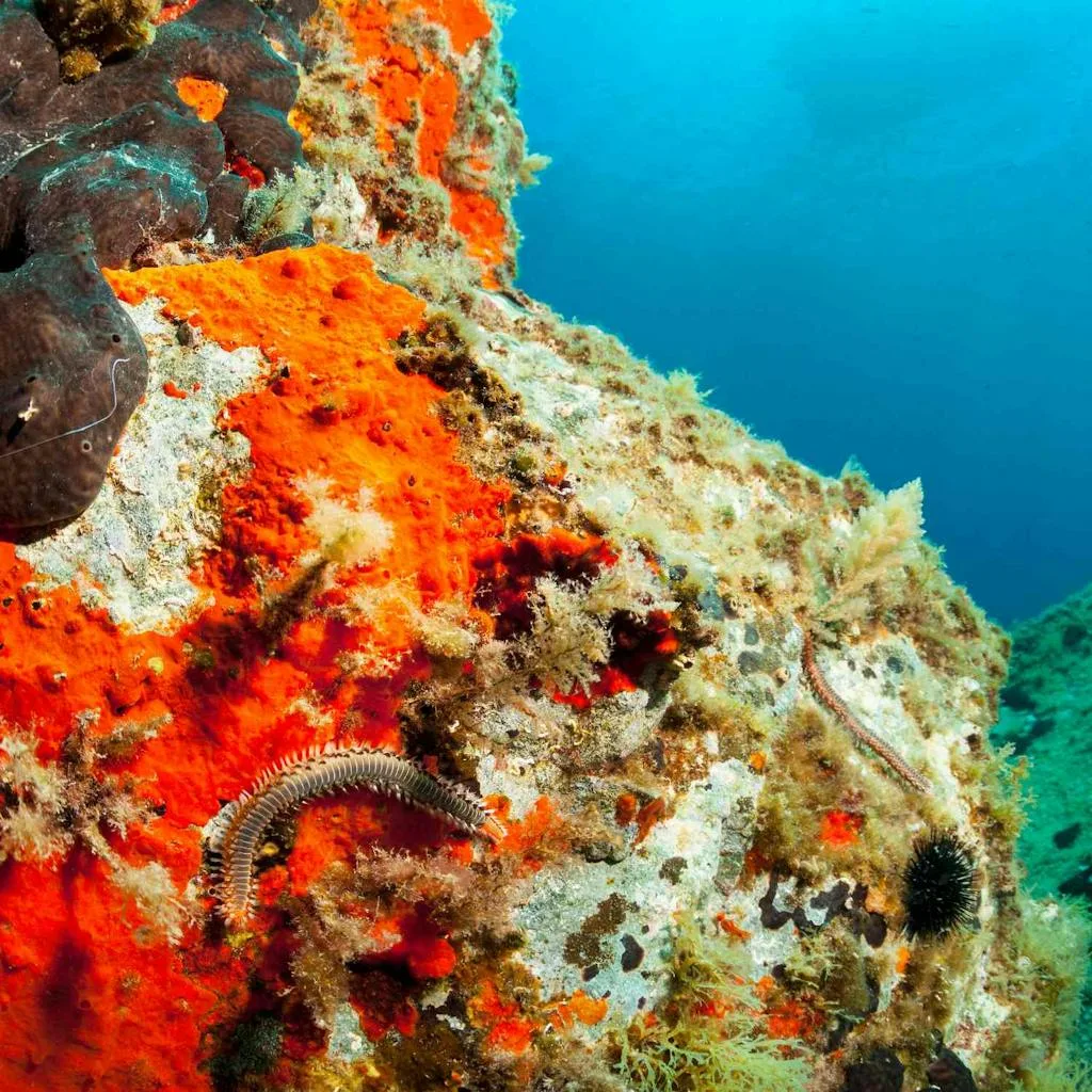 Fireworms in the rocks