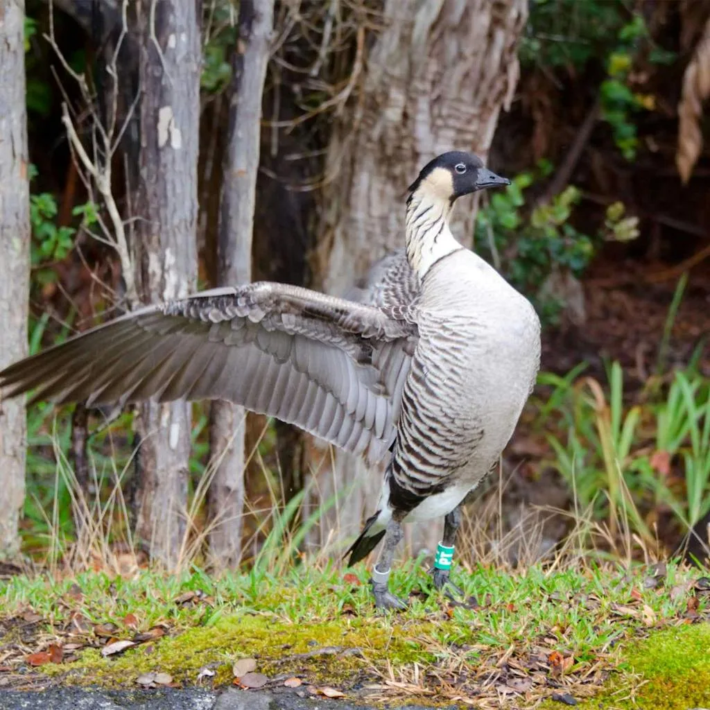Nene Goose