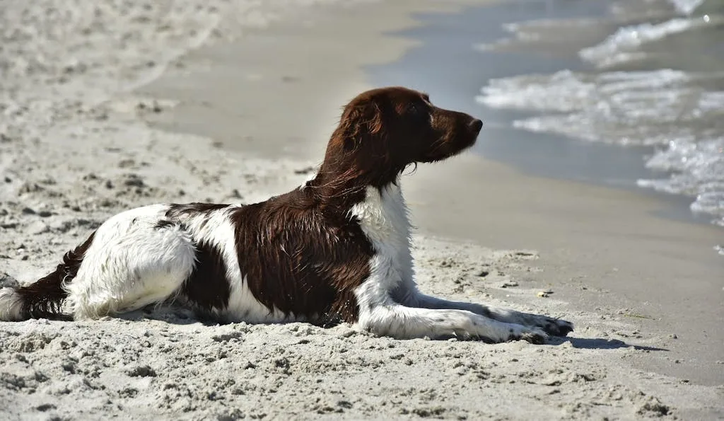 Dog on a pet-friendly Hawaii beach
