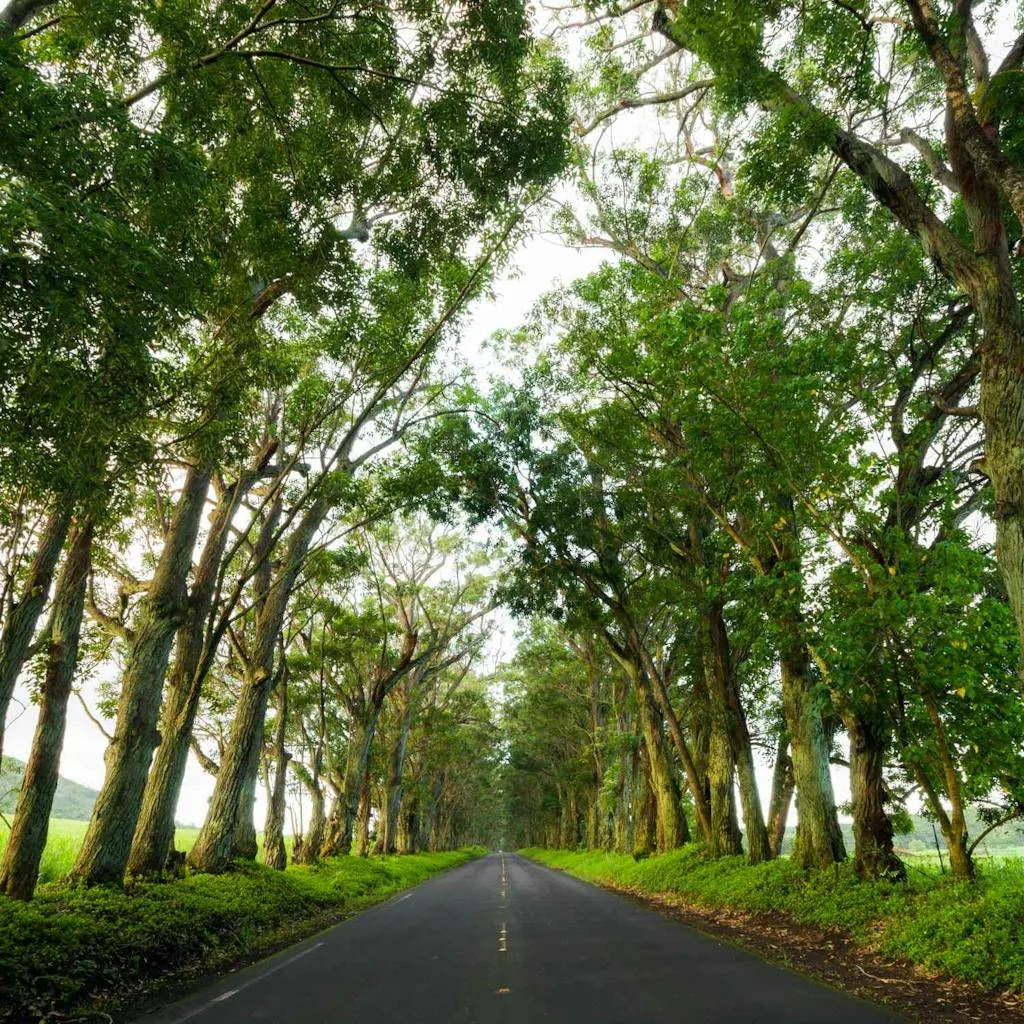 Eucalyptus trees on Kauai