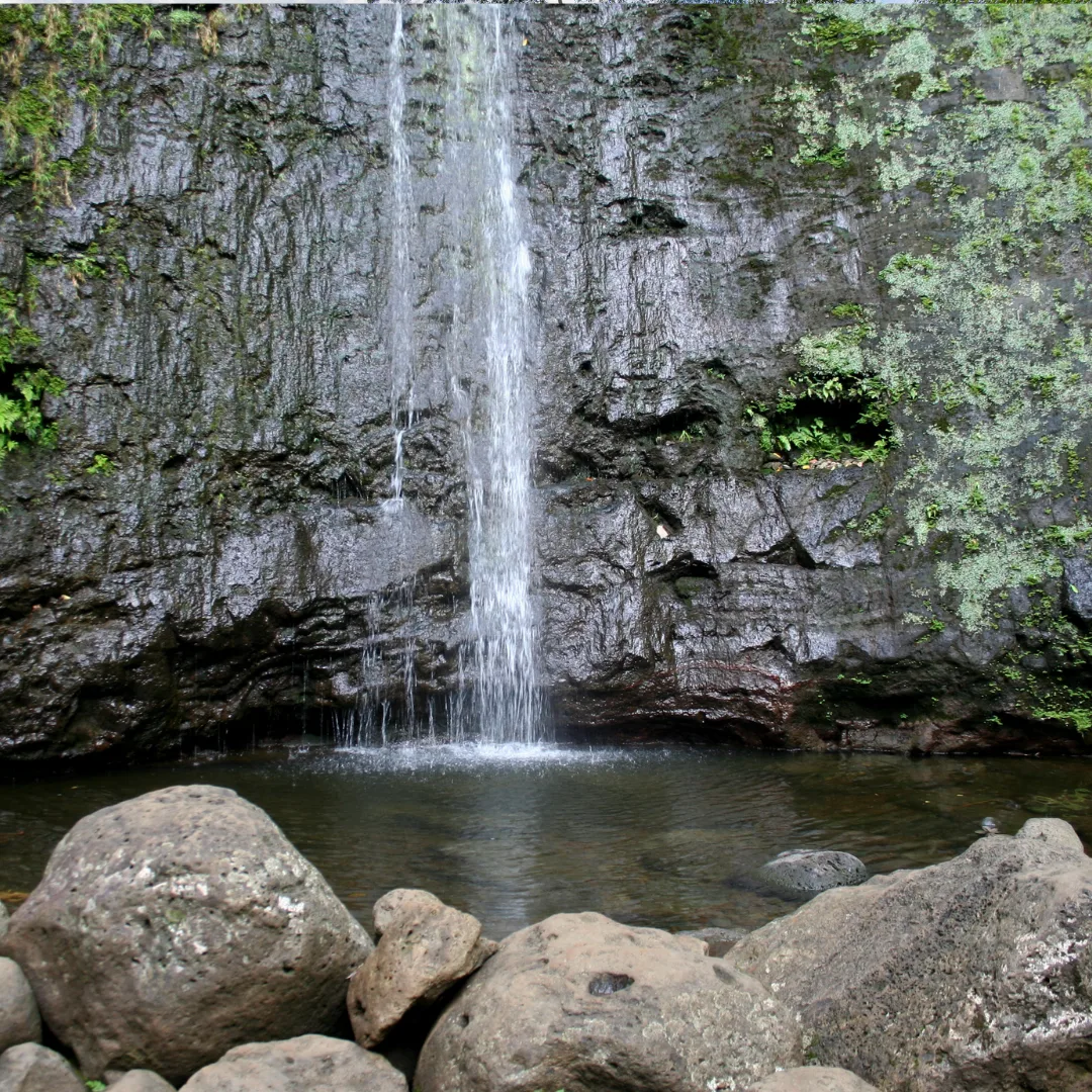 Manoa falls is a great free thing to do in Honolulu