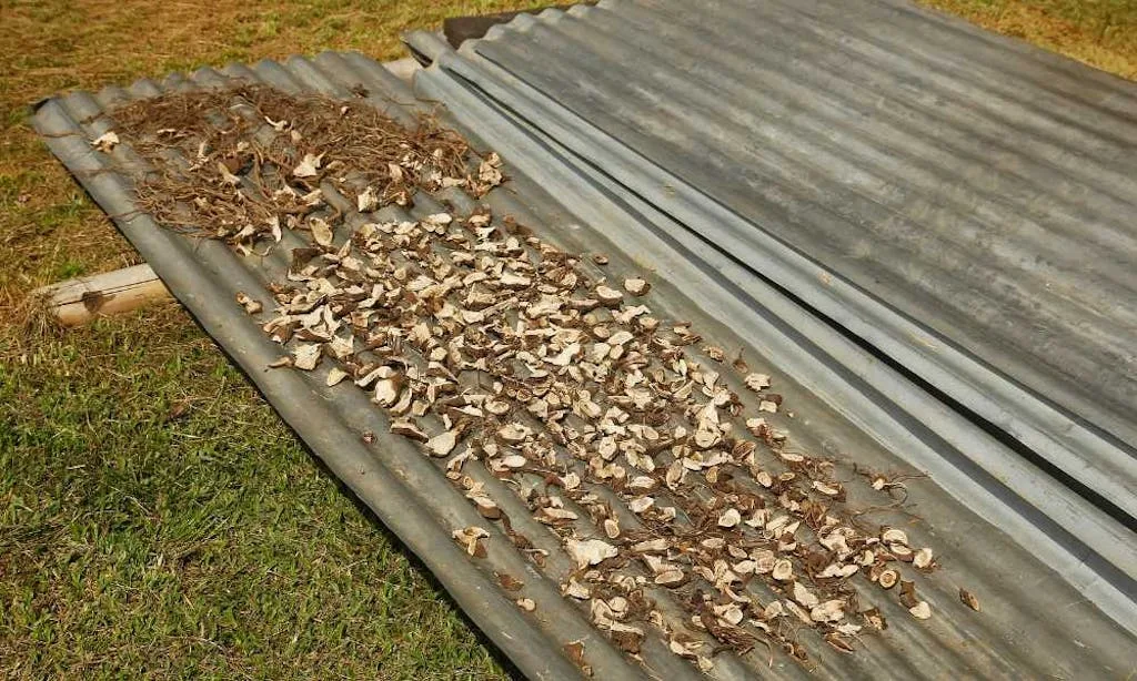 Kava Root Drying in the Sun