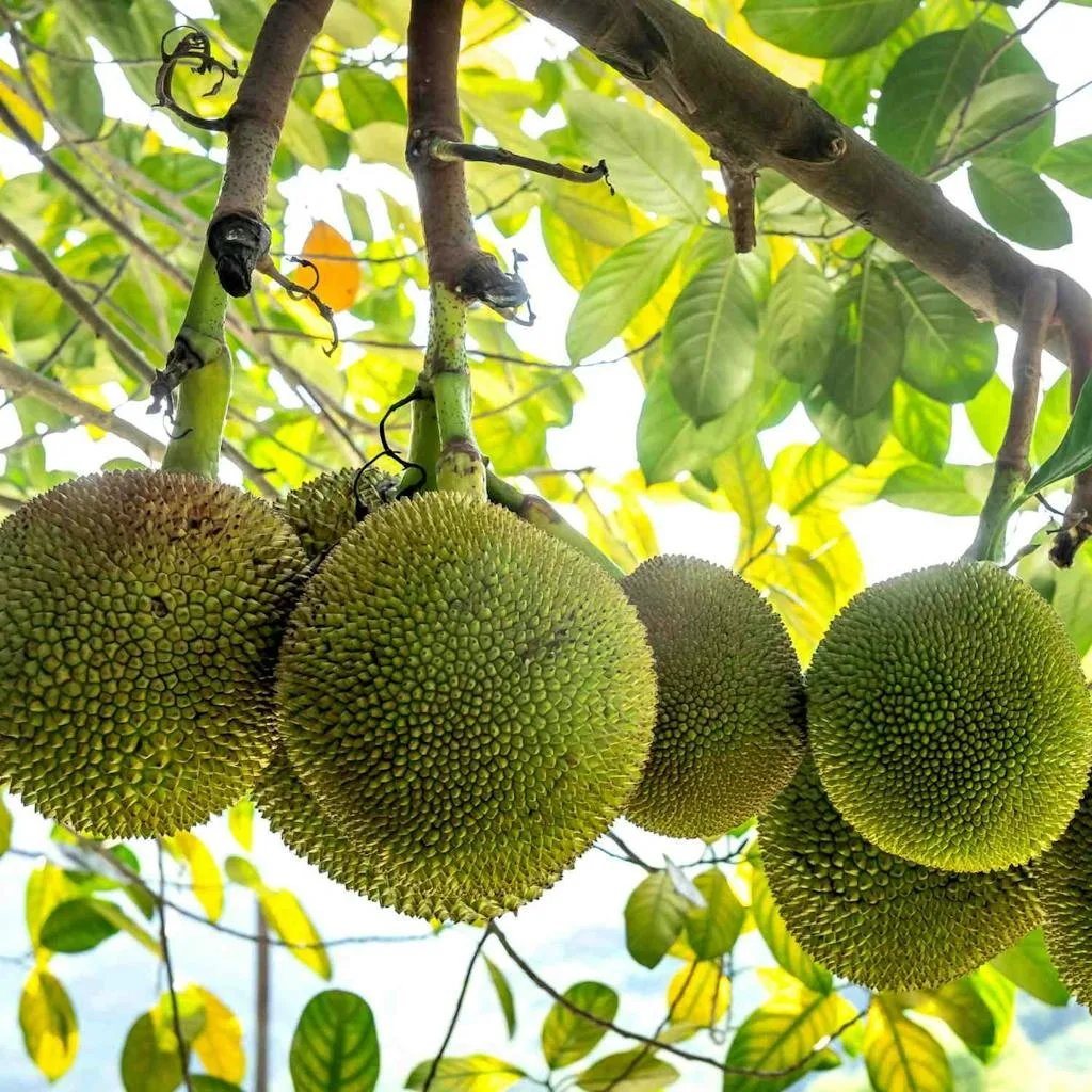 Breadfruit