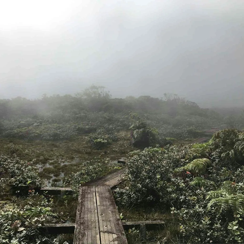 A Hawaii swamp within the clouds