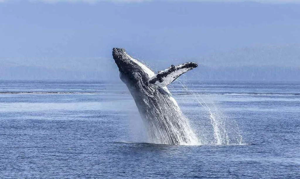 Whale watching is a top thing to do in Lahaina