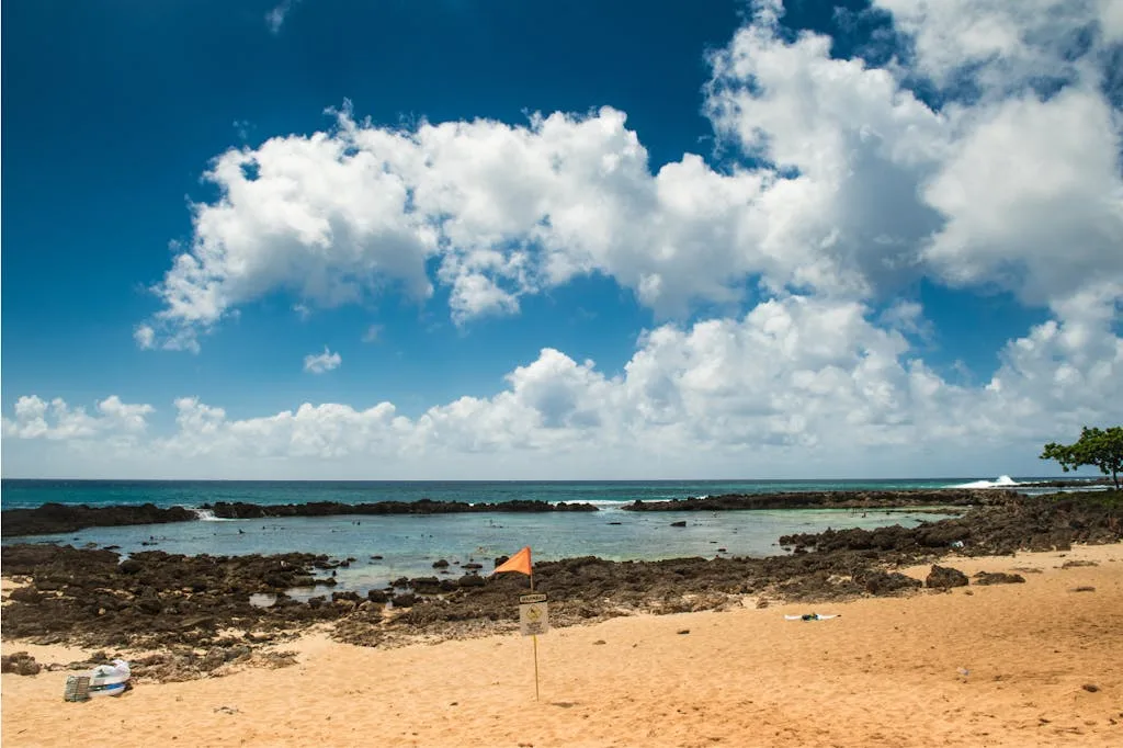 sharks cove