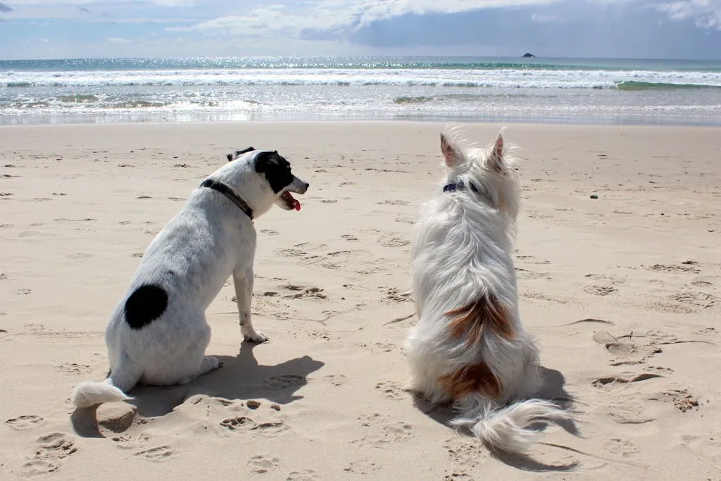 Two dogs on the beach