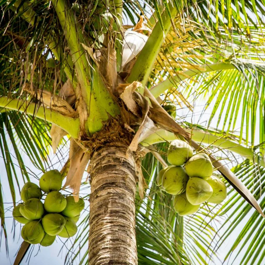 Coconut Tree