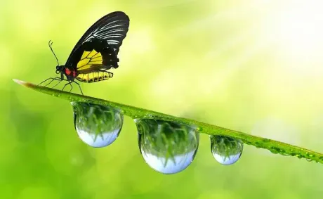 Egypt Assumes Leadership of Mediterranean Animal Health Network