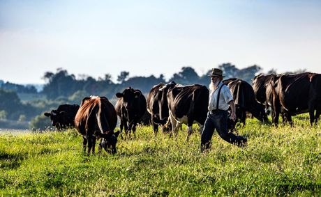 Trump beef price plan backfires on rancher supporters