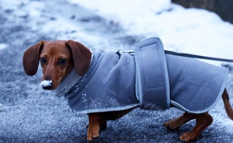 Does your dog need a winter coat?