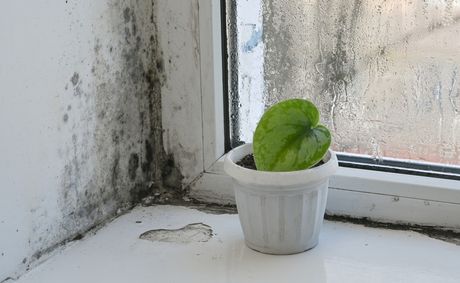 Understanding black mold allergy symptoms