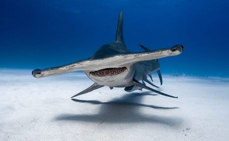 What 10 Caribbean sharks reveal about the ocean