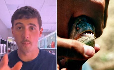 ‘They’re about to feed her’: Cincinnati man goes to fish store. Then he spots a $1,000 piranha