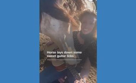 WATCH: Horse lays down some sweet guitar licks