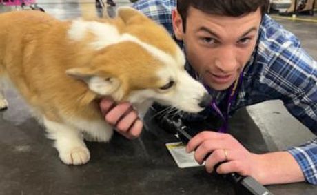 WATCH: Behind the scenes before Westminster's best in show