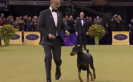 WATCH: Emotional win at Westminster Kennel Club Dog Show