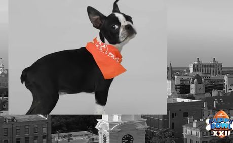 How to watch the adorable 2026 Puppy Bowl for free