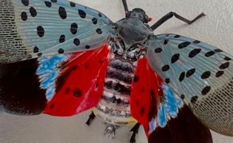WATCH: How cities gave spotted lanternflies an evolutionary edge