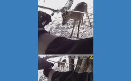 WATCH: Minnesota police help rescue deer trapped in hammock