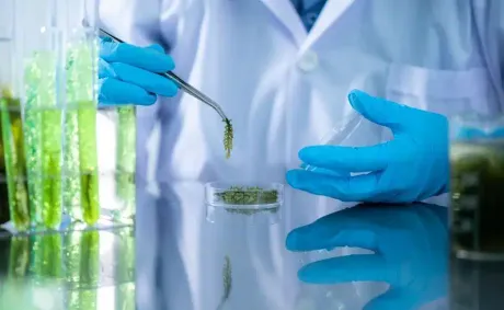 Indonesia to Build International Tropical Seaweed Research Centre